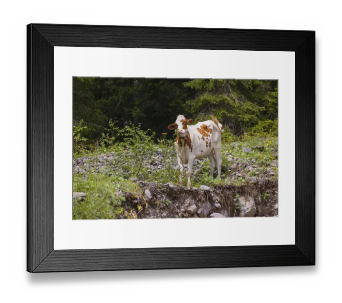 Framed Print : A Holstein-Friesian cattle grazing on a mountain pasture in steep