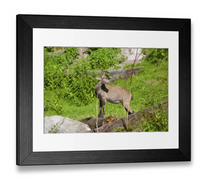 Framed Print : A female ibex (Capra ibex) stands next to a fallen dead tree on a sunny day in hilly terrain Framed Print : A female ibex (Capra ibex) stands next to a fallen dead tree on a sunny day in hilly terrain