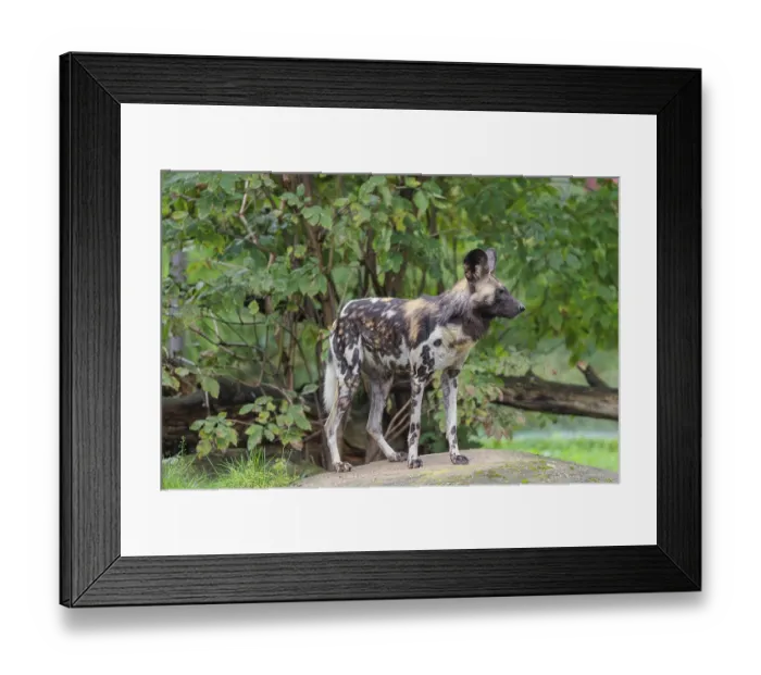 Framed Print : An African Wild Dog, Lycaon pictus
