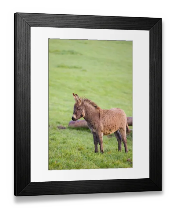 Framed Print : A domestic donkey, Equus (africanus) asinus stands on a green paddock