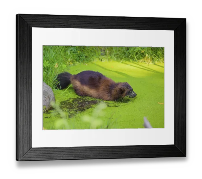 Framed Print : A wolverine, (Gulo gulo), stands in the water of a small pond