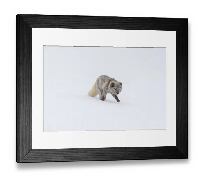 Framed Print : One arctic fox (Vulpes lagopus) Framed Print : One arctic fox (Vulpes lagopus)