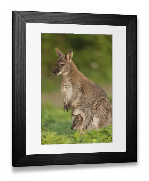 Framed Print : Red-necked wallaby or Bennett's wallaby (Macropus rufogriseus) with cub in her pouch
