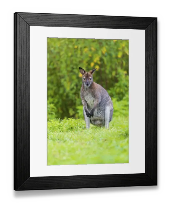 Framed Print : Red-necked wallaby or Bennett's wallaby (Macropus rufogriseus)