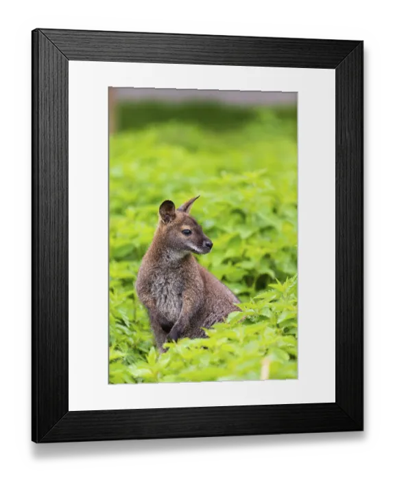 Framed Print : Red-necked wallaby or Bennett's wallaby (Macropus rufogriseus)