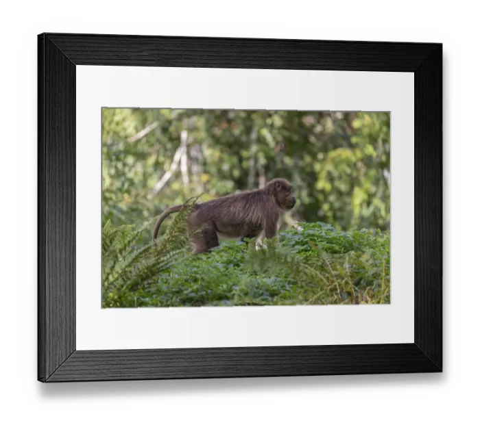 Framed Print : One adult female Gelada (Theropithecus gelada)