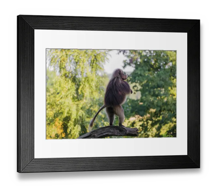 Framed Print : One adult male Gelada (Theropithecus gelada)