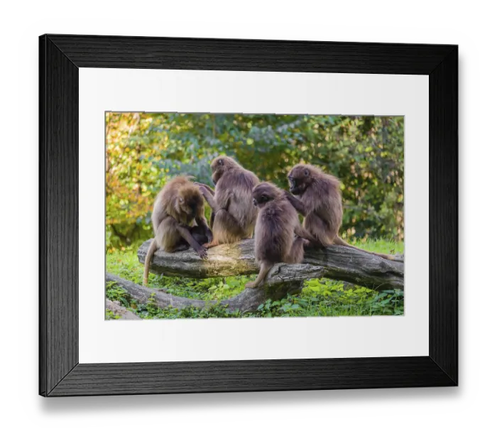 Framed Print : Four female Gelada (Theropithecus gelada) Framed Print : Four female Gelada (Theropithecus gelada)