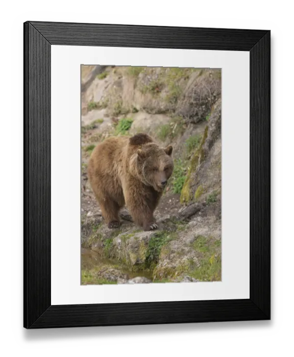 Framed Print : Eurasian brown bear (Ursus arctos arctos) walking towards camera