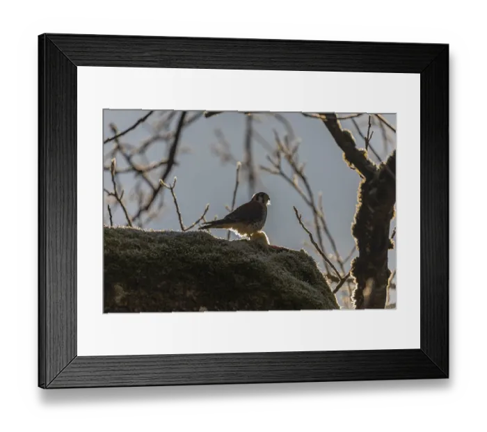Framed Print : One American kestrel (Falco sparverius)