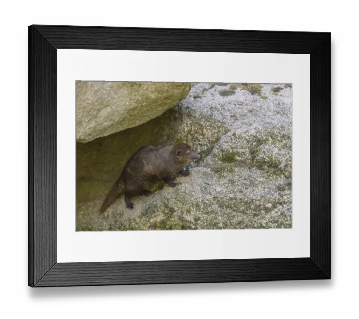 Framed Print : One Common cusimanse, Crossarchus obscurus Framed Print : One Common cusimanse, Crossarchus obscurus