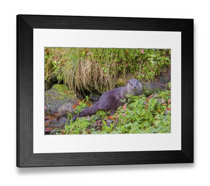 Framed Print : An Eurasian otter (Lutra lutra)