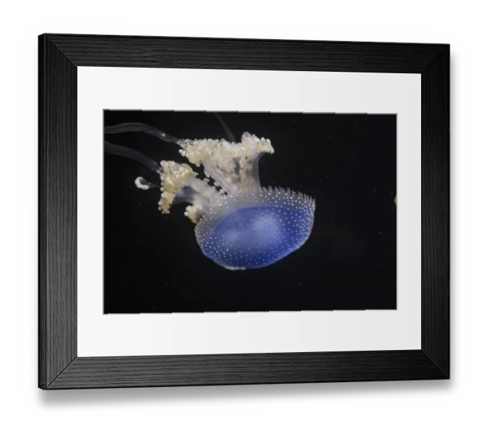 Framed Print : Jellyfish Phyllorhiza punctata