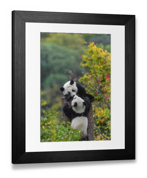 Framed Print : Two Giant Pandas, cubs, ailuropoda melanoleuca Framed Print : Two Giant Pandas, cubs, ailuropoda melanoleuca