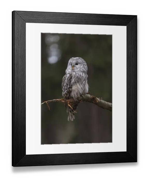 Framed Print : One Ural owl (Strix uralensis) sitting on a branch of a tree in a forest