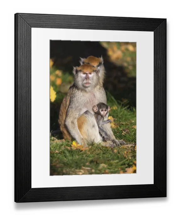 Framed Print : One female patas monkey (Erythrocebus patas)with her baby in late light on a green meadow