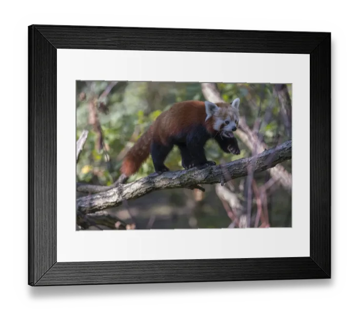 Framed Print : One red panda, Ailurus fulgens Framed Print : One red panda, Ailurus fulgens
