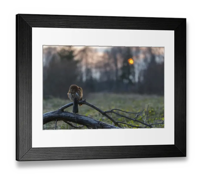 Framed Print : One East Brazilian pygmy owl (Glaucidium minutissimum)