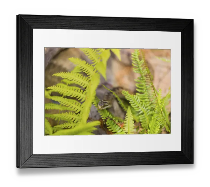 Framed Print : One Vipera berus, the common European adder or common European viper Framed Print : One Vipera berus, the common European adder or common European viper