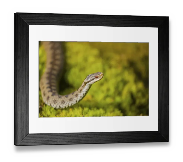 Framed Print : One Vipera berus, the common European adder or common European viper