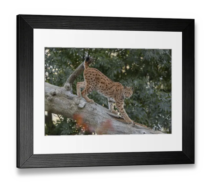 Framed Print : One Eurasian lynx, (Lynx lynx) Framed Print : One Eurasian lynx, (Lynx lynx)