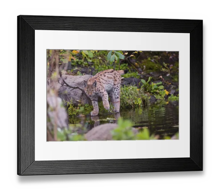 Framed Print : A young Eurasian lynx, (Lynx lynx) stands partially in the water of a pond Framed Print : A young Eurasian lynx, (Lynx lynx) stands partially in the water of a pond