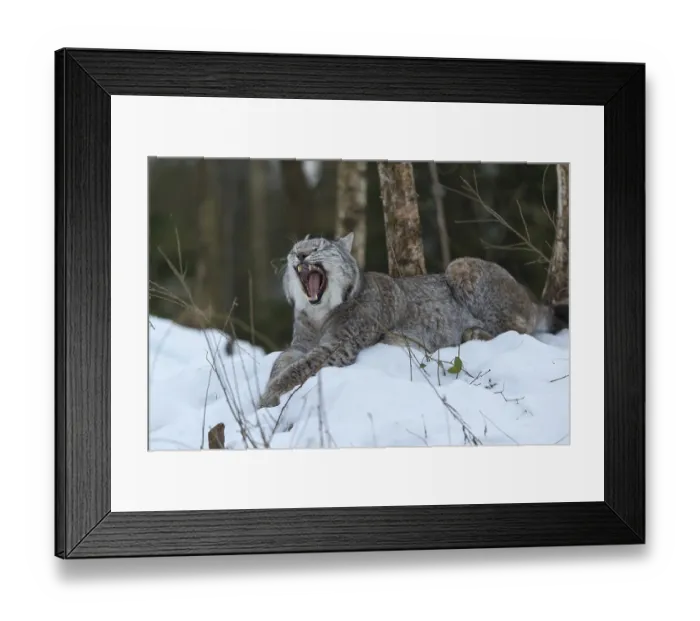 Framed Print : One Eurasian lynx, (Lynx lynx) Framed Print : One Eurasian lynx, (Lynx lynx)