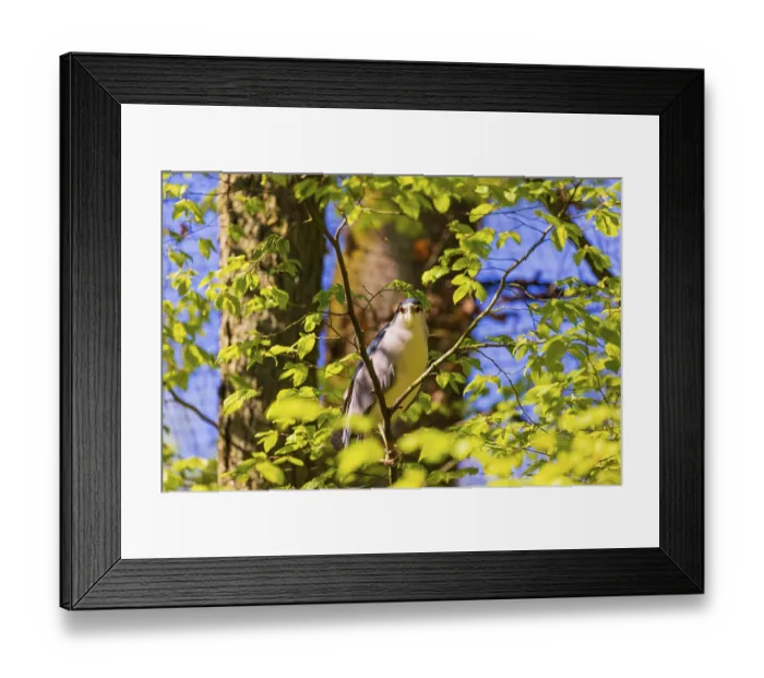 Framed Print : One black-crowned night heron (Nycticorax nycticorax) or black-capped night heron sits in a tree
