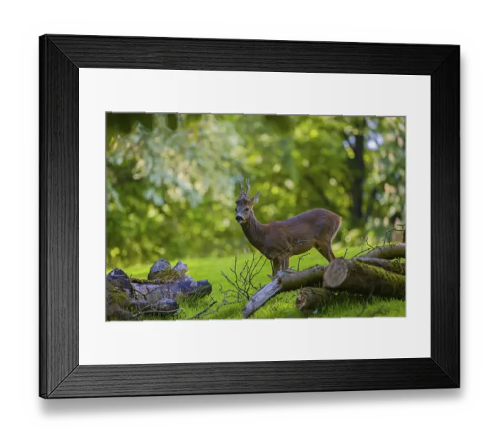 Framed Print : One male Roe Deer, Roe buck (Capreolus capreolus)