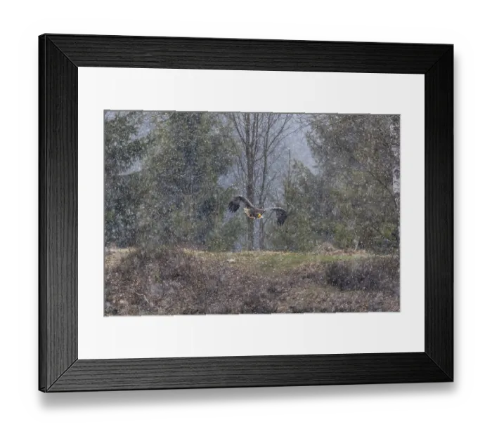 Framed Print : One young Steller's sea eagle (Haliaeetus pelagicus) flying over a lake while snow is falling Framed Print : One young Steller's sea eagle (Haliaeetus pelagicus) flying over a lake while snow is falling