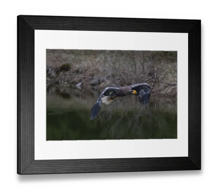 Framed Print : One young Steller's sea eagle (Haliaeetus pelagicus) flying over a lake
