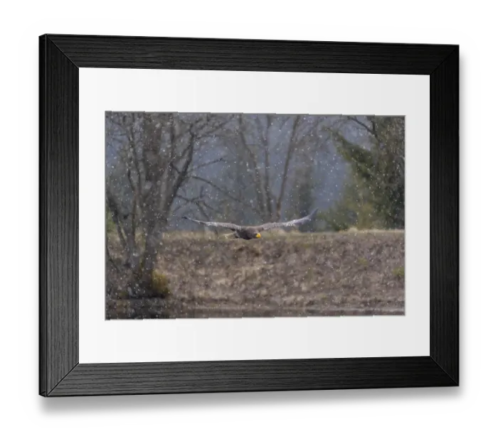 Framed Print : One young Steller's sea eagle (Haliaeetus pelagicus) flying over a lake while snow is falling
