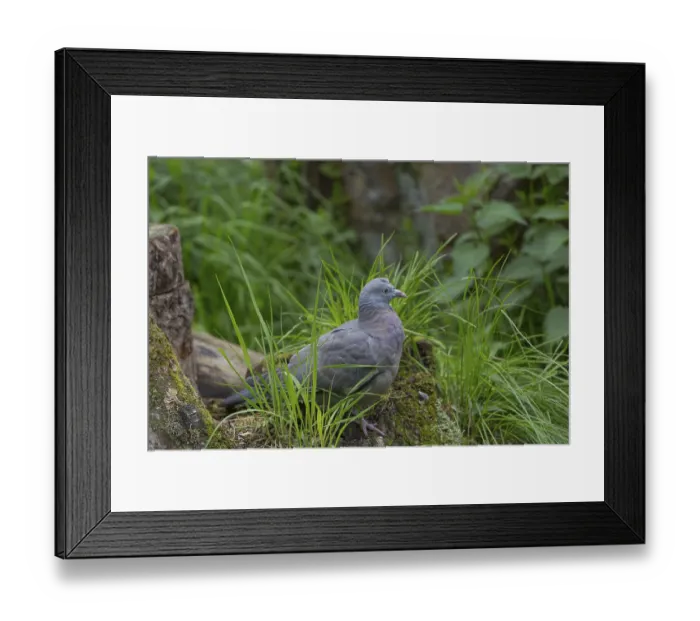 Framed Print : One common wood pigeon (Columba palumbus) standing on a fallen tree