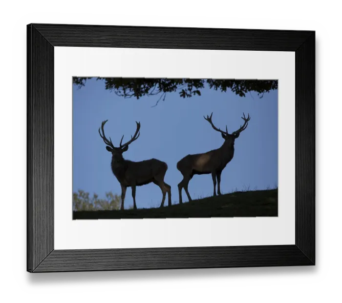 Framed Print : Red Deer stag at the rutting season Framed Print : Red Deer stag at the rutting season