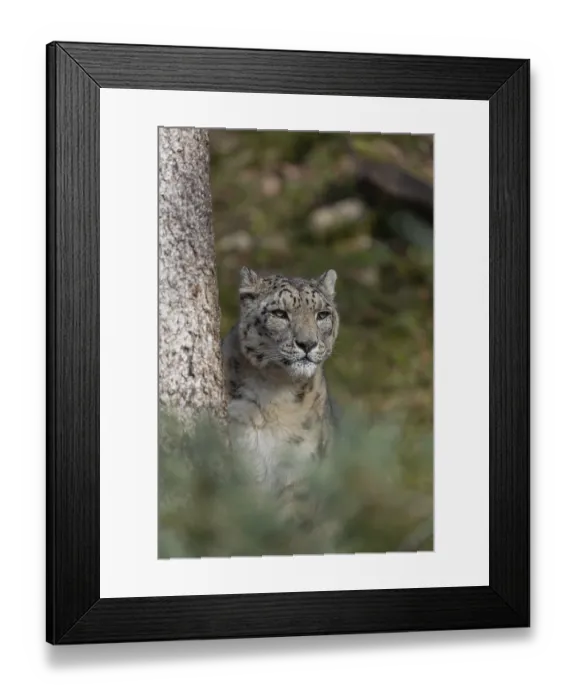 Framed Print : One adult snow leopard (Panthera uncia) sitting next to a tree on hilly ground surrounded by green vegetation