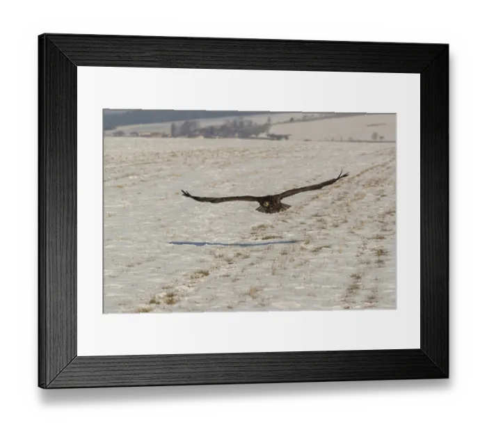 Framed Print : One white-tailed eagle (Haliaeetus albicilla)