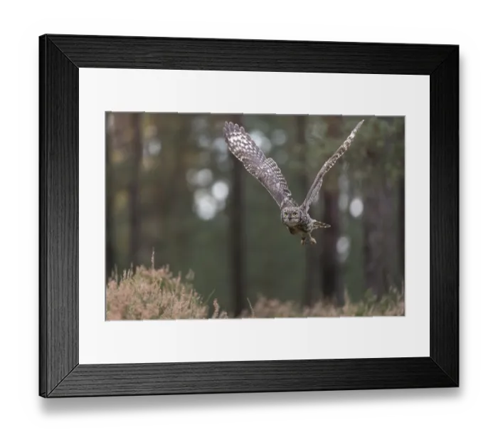 Framed Print : One spotted eagle-owl (Bubo africanus) flying thru a forest