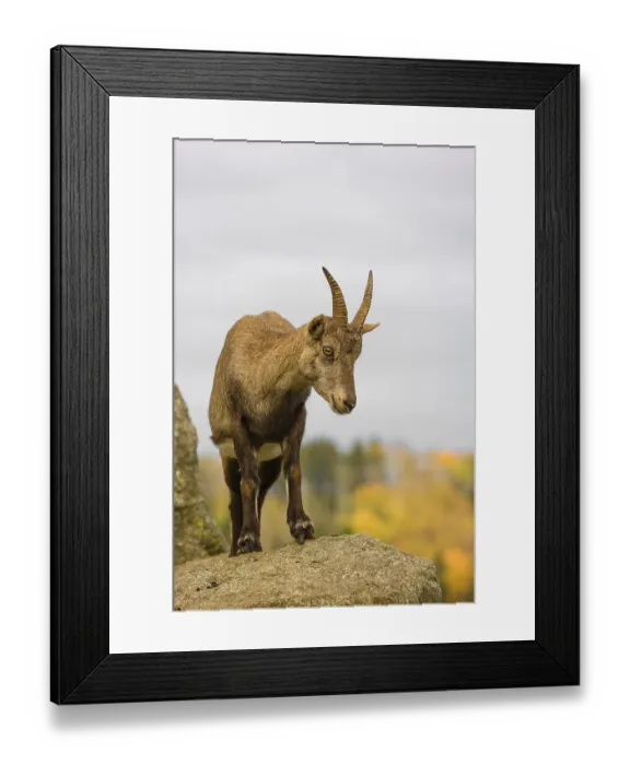 Framed Print : Portrait of a female ibex (Capra ibex) standing on a rock Framed Print : Portrait of a female ibex (Capra ibex) standing on a rock