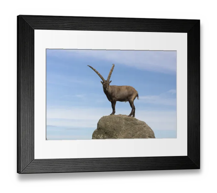 Framed Print : One adult ibex (Capra ibex)
