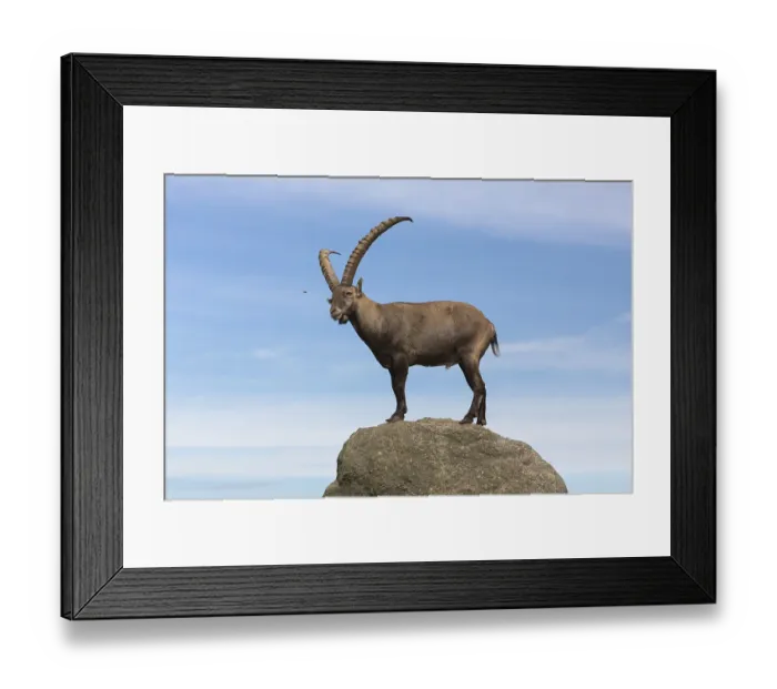 Framed Print : One adult ibex (Capra ibex) Framed Print : One adult ibex (Capra ibex)