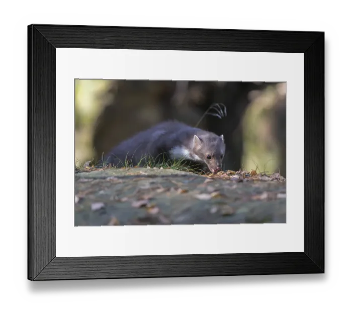 Framed Print : One beech marten (Martes foina) standing on a rock and feeding on something