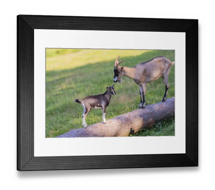 Framed Print : One Tauernschecke goatling, Capra aegagrus hircus