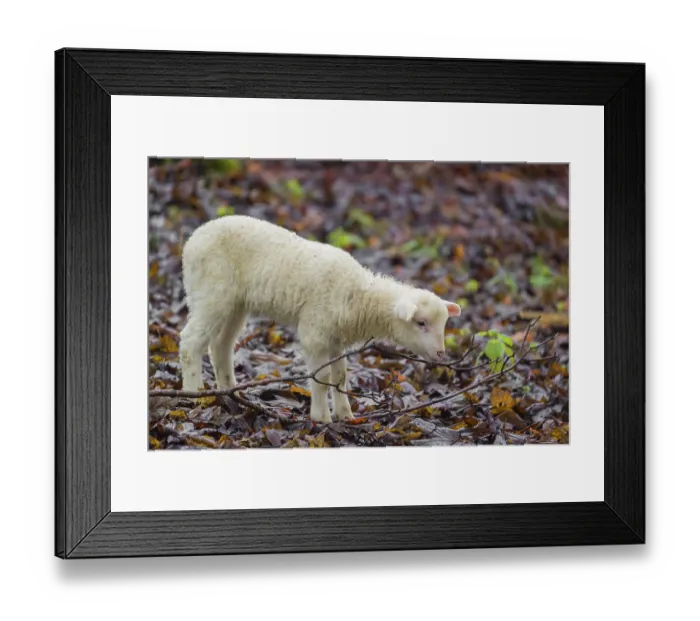 Framed Print : A Waldschaf lamb, Ovis gmelini aries Framed Print : A Waldschaf lamb, Ovis gmelini aries