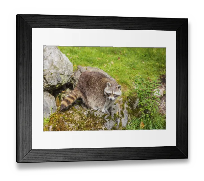 Framed Print : One adult Raccoon Procyon lotor