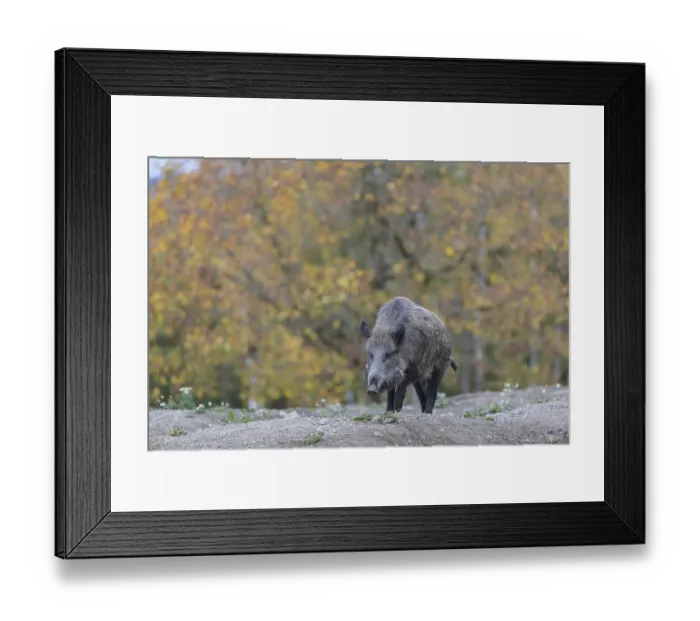 Framed Print : One wild boar or wild pig (Sus scrofa)