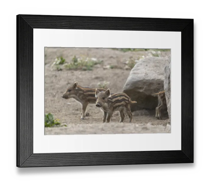 Framed Print : Two piglet wild boar or wild pig (Sus scrofa) playing in front of a little rock Framed Print : Two piglet wild boar or wild pig (Sus scrofa) playing in front of a little rock