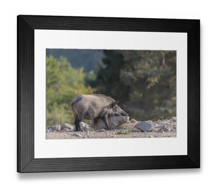 Framed Print : One wild boar or wild pig (Sus scrofa)