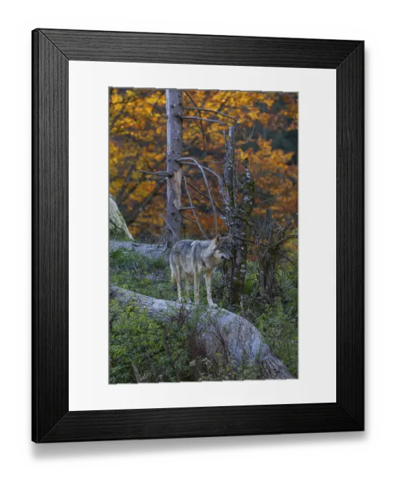 Framed Print : One eurasian gray wolf (Canis lupus lupus)