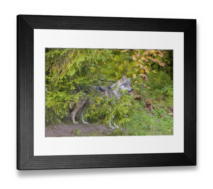 Framed Print : One eurasian gray wolf (Canis lupus lupus) stands on a hill