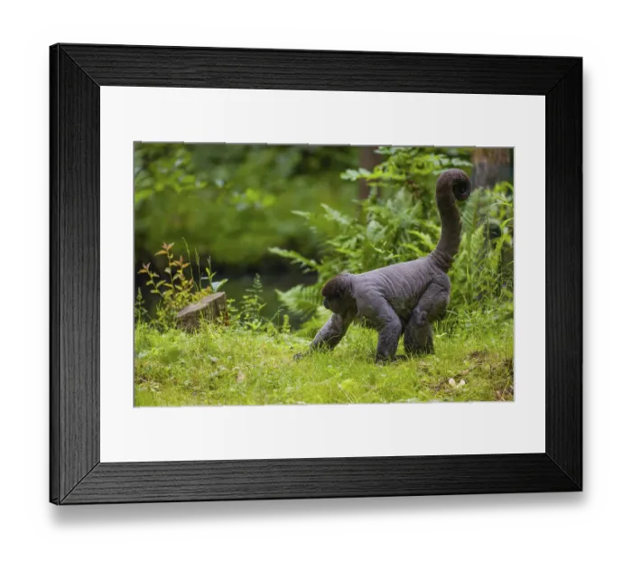 Framed Print : A common woolly monkey, brown woolly monkey